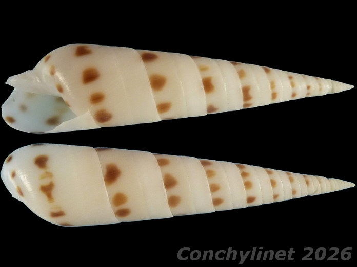 Oxymeris felina