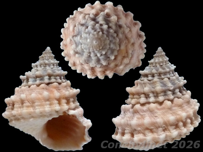 Tectarius grandinatus