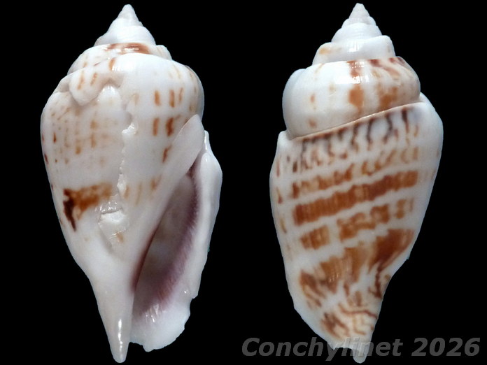 Gibberulus gibbosus