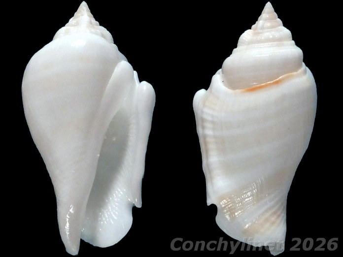 Gibberulus dekkersi