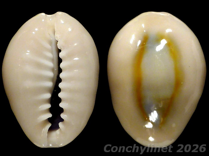 Cypraea obvelata Cypraea obvelata