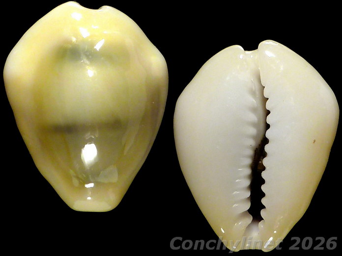 Cypraea moneta Cypraea moneta
