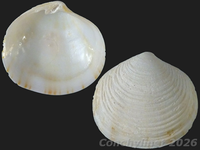 Semele australis Semele australis