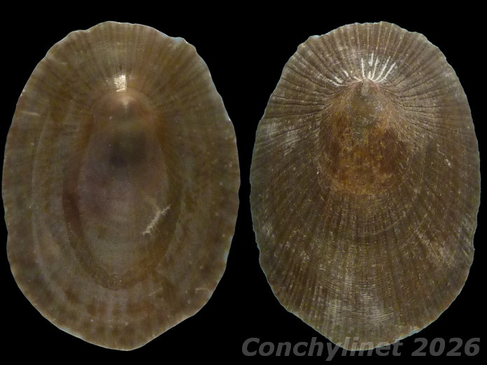 Cymbula compressa