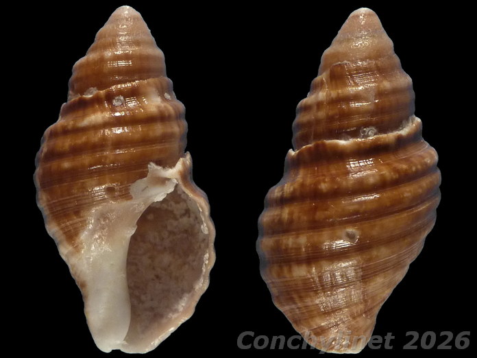 Burnupena cincta
