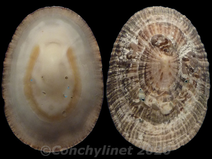 Scutellastra argenvillei
