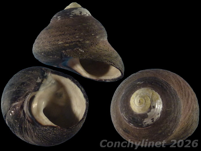 Oxystele tigrina