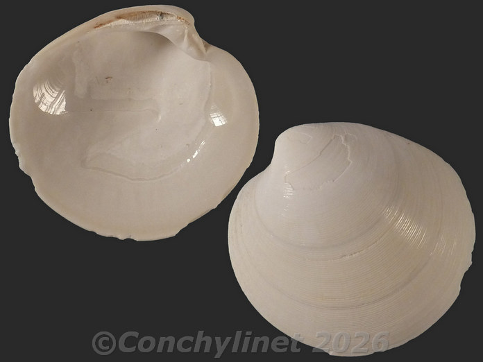 Dosinia orbignyi