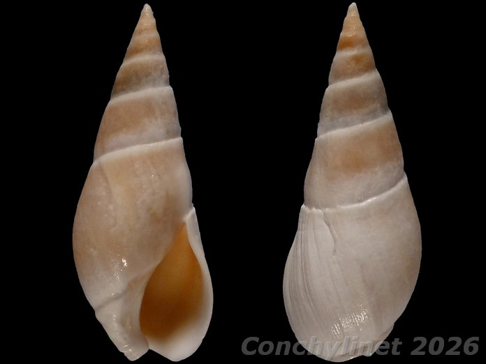 Bullia digitalis