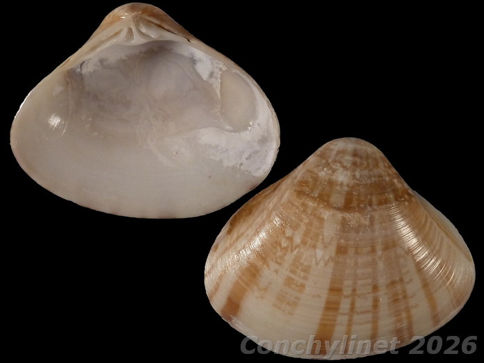 Tivela compressa