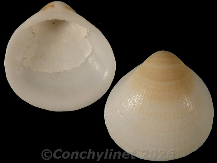 Glycymeris connollyi