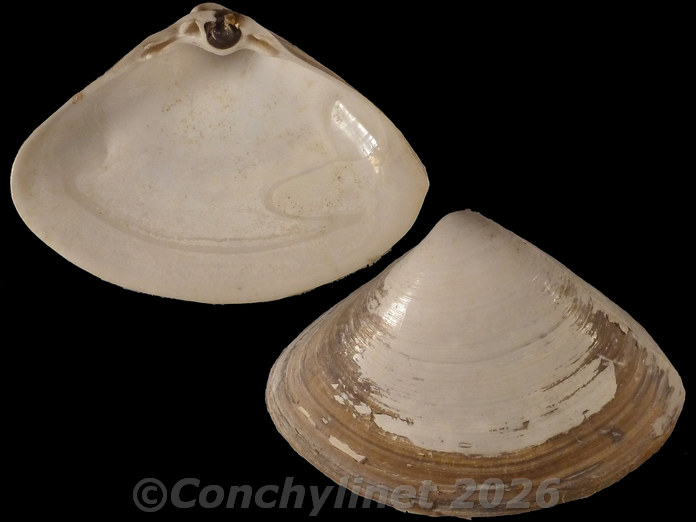 Scissodesma spengleri