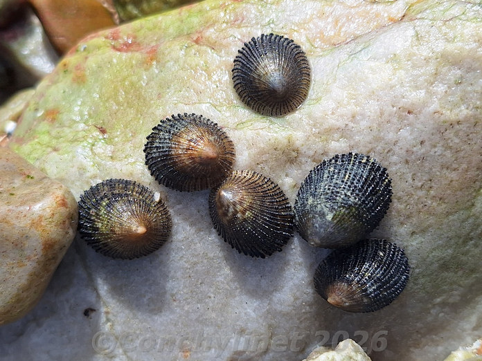 Helcion pectunculus Helcion pectunculus