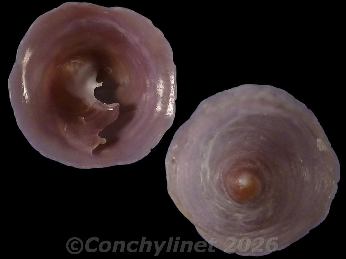 Calyptraea chinensis