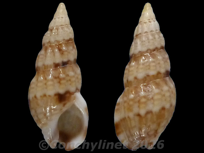 Nassarius capensis