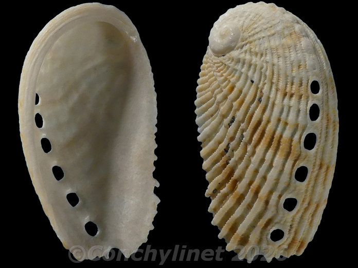 Haliotis elegans Haliotis elegans