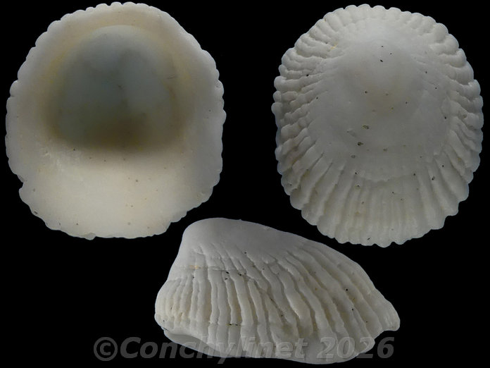 Sabia australis