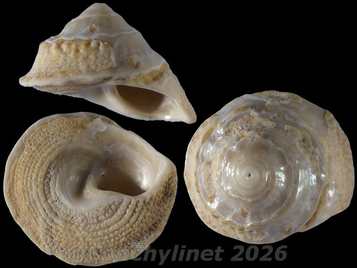 Astralium squamiferum Astralium squamiferum