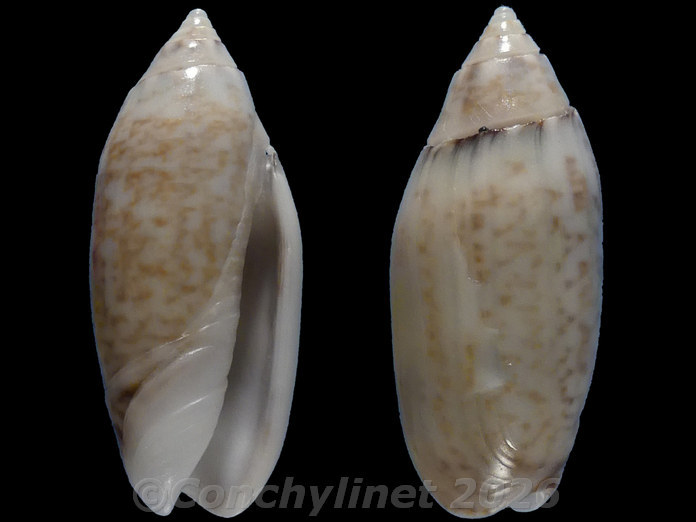 Oliva australis Oliva australis