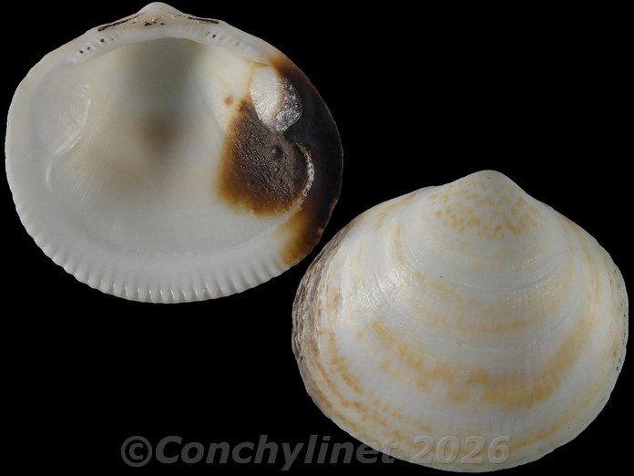 Glycymeris persimilis Glycymeris persimilis