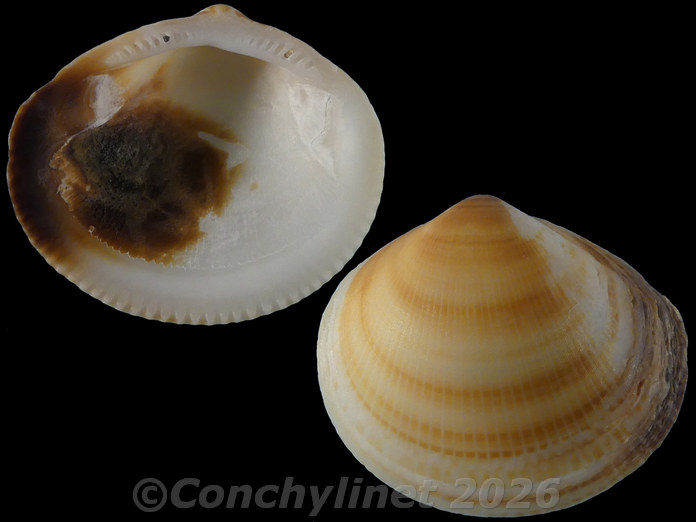Glycymeris radians Glycymeris radians