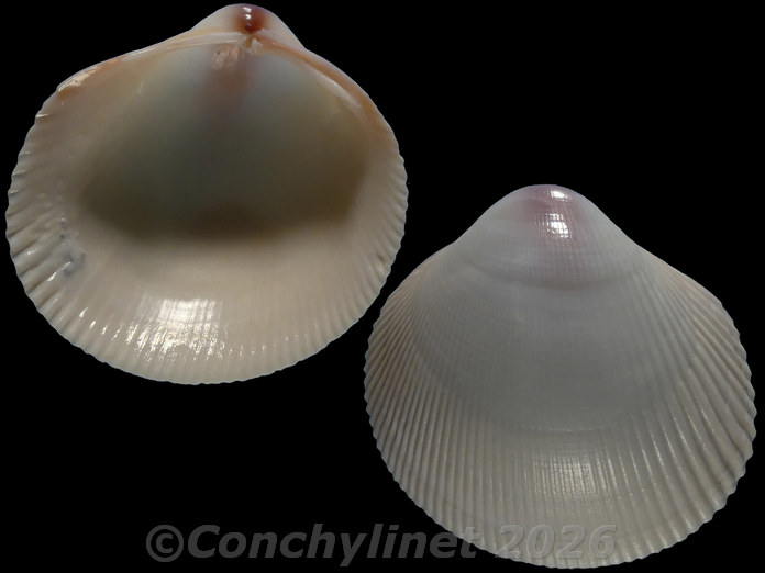 Fulvia tenuicostata