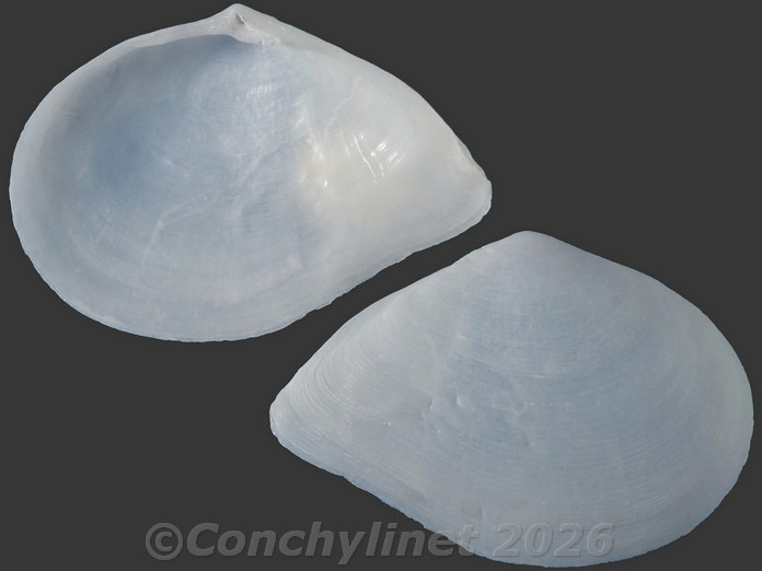 Leptomya gravida