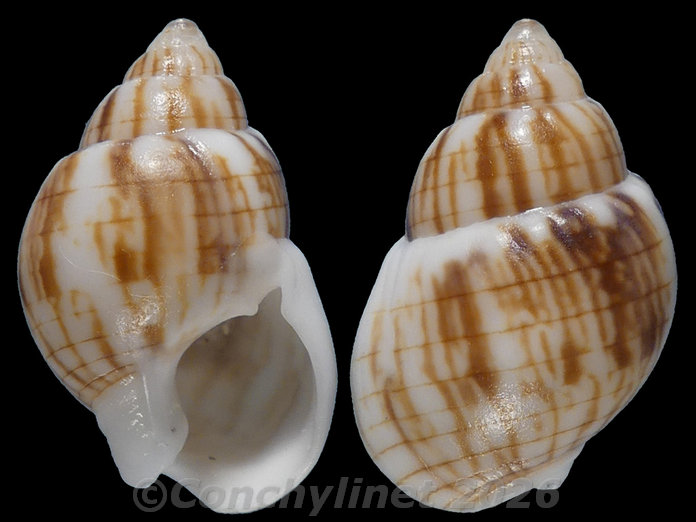 Nassarius particeps