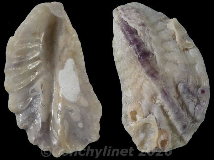 Dendostrea folium Dendostrea folium