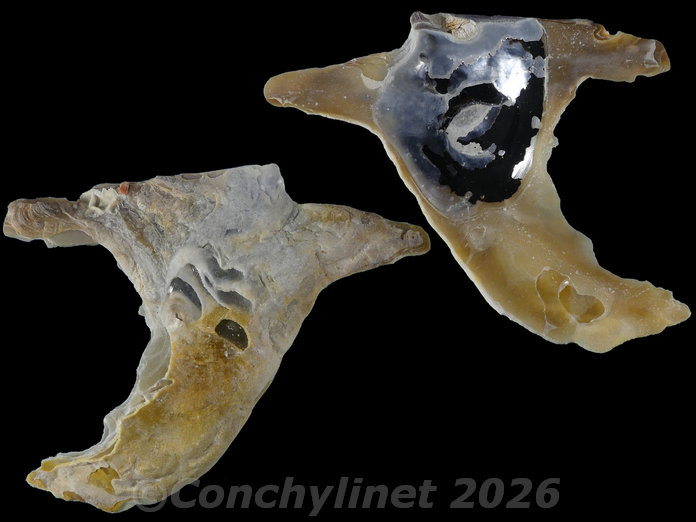 Malleus meridianis Malleus meridianis