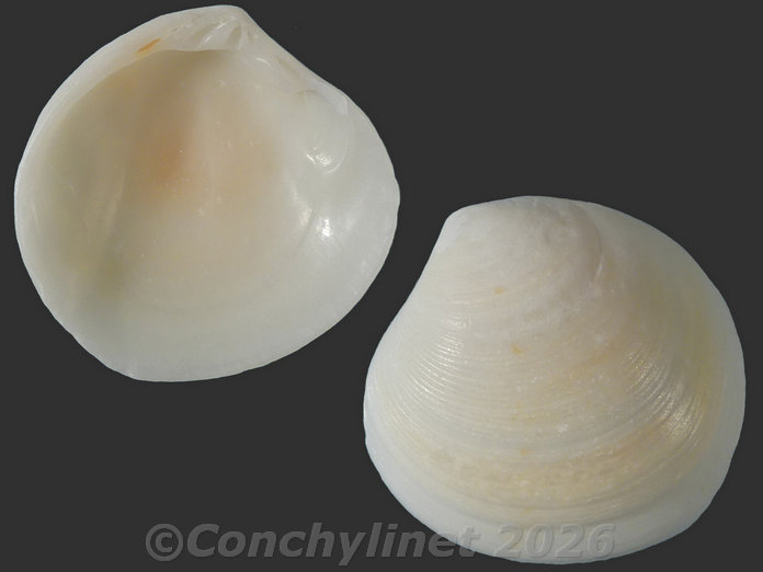Redicirce sulcata Redicirce sulcata