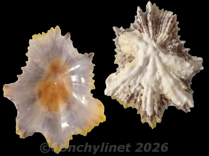 Scutellastra flexuosa Scutellastra flexuosa