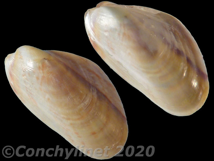 Gibbomodiola adriatica