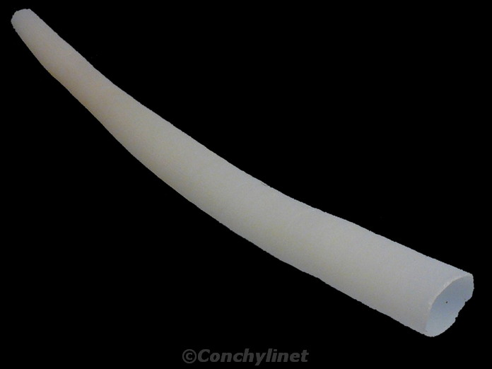 Dentalium entalis