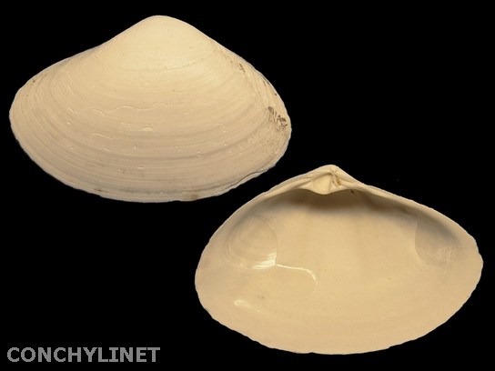 Simomactra planulata
