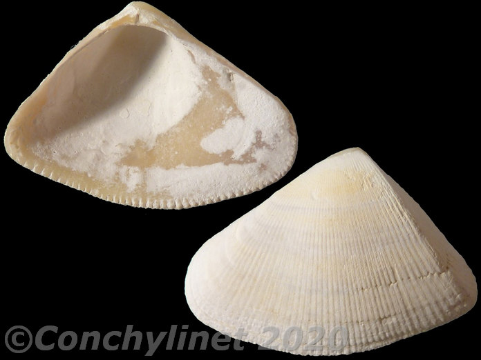 Donax striatus