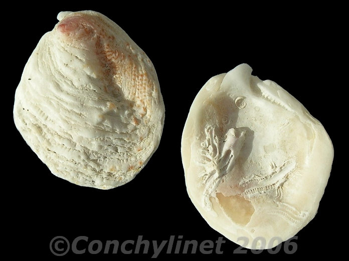 Chama gryphoides Chama gryphoides