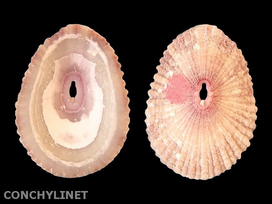 Fissurella fascicularis