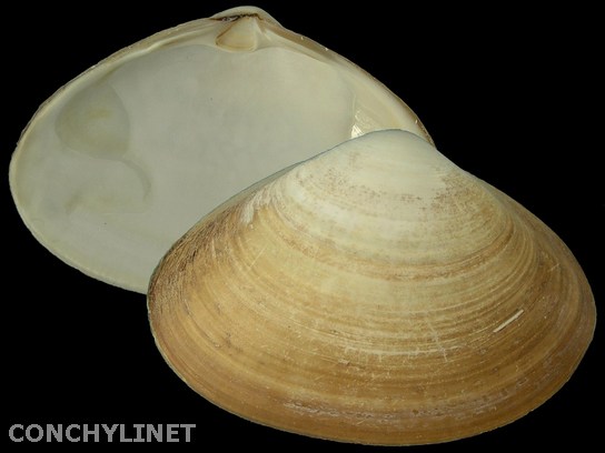 Spisula raveneli