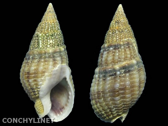 Nassarius reticulatus