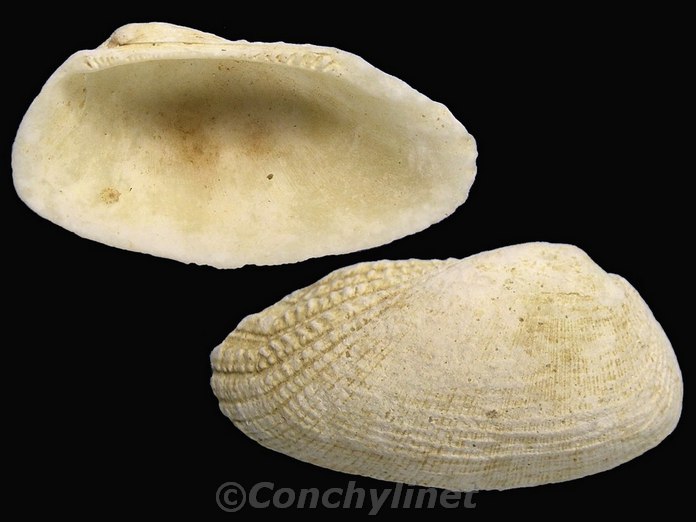 Barbatia coma