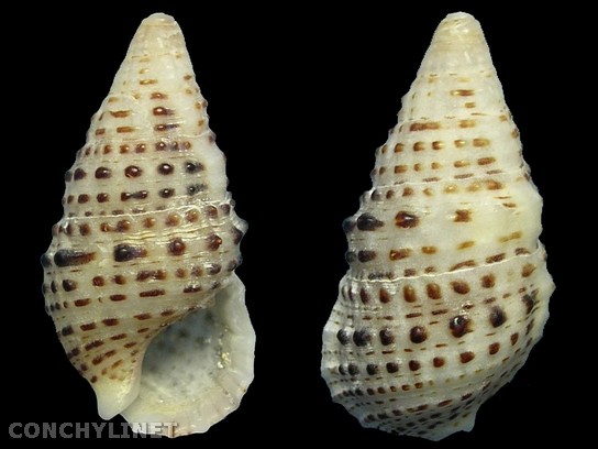 Cerithium alveolus