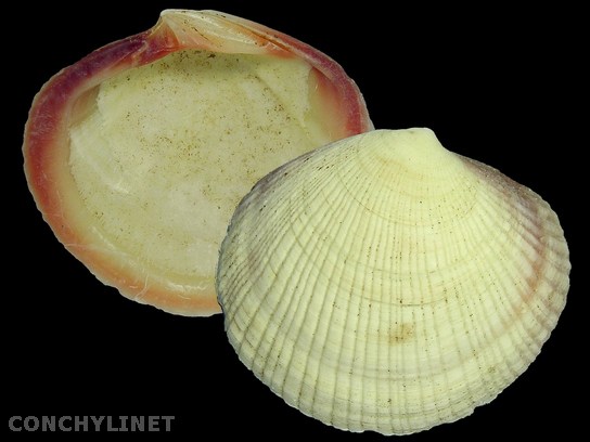 Codakia punctata Codakia punctata