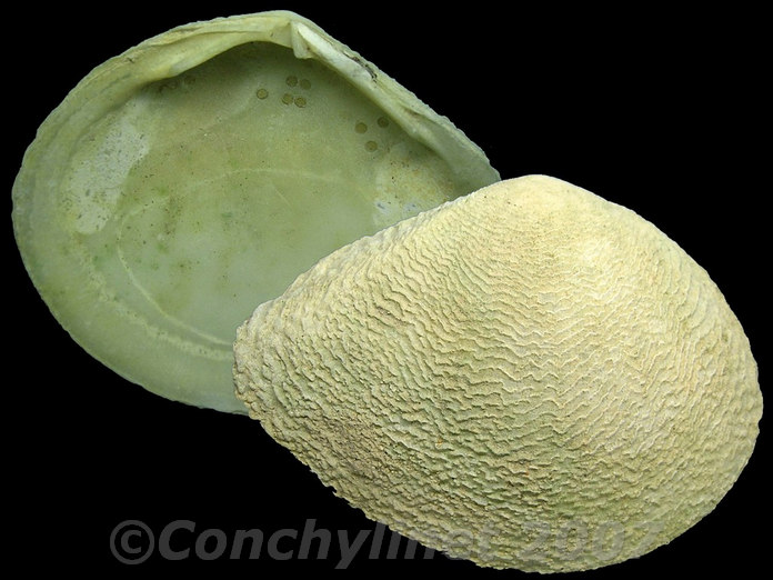 Quidnipagus palatam