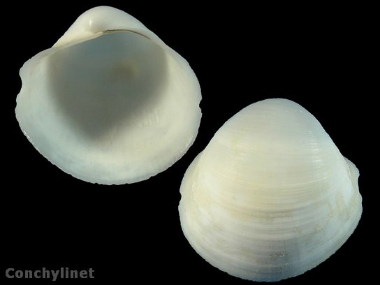 Euanodontia ovulum