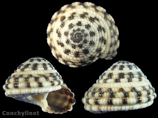 Heliacus areola