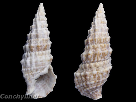 Cerithium vulgatum
