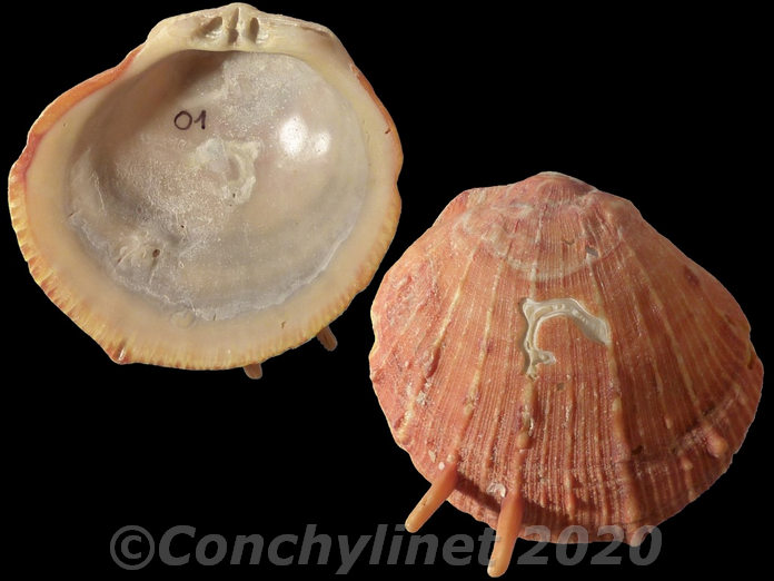 Spondylus tenuis Spondylus tenuis