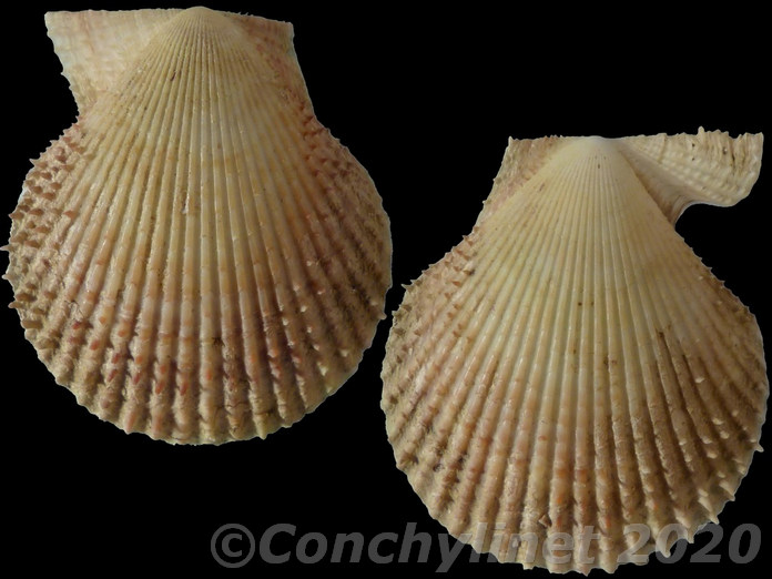 Mimachlamys varia