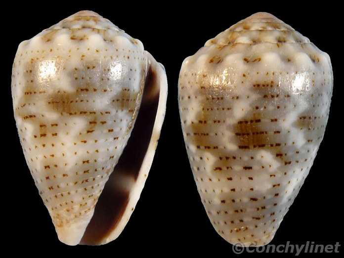 Conus coronatus